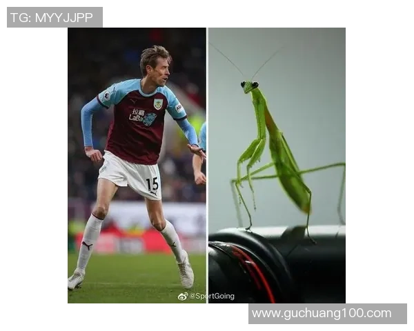 全球最具人气的十大足球动物球星排名揭晓 动物界足球风云再起